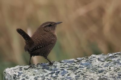 Shetland Wren, Sumburgh Head