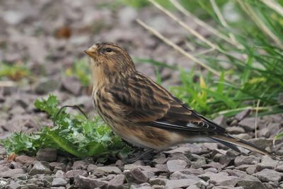 Twite, Sumburgh Head