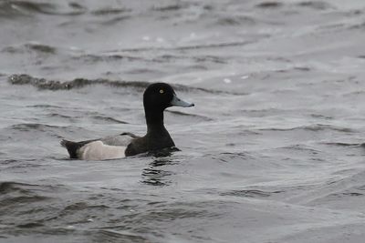 Greater Scaup, Loch of Spiggie