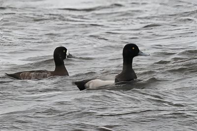 Greater Scaup, Loch of Spiggie