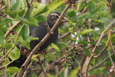 Siberian Thrush, Loch of Asta