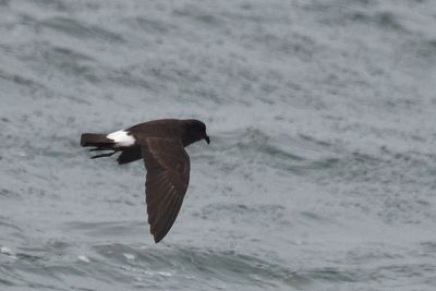 European Storm Petrel, Scalloway Harbour