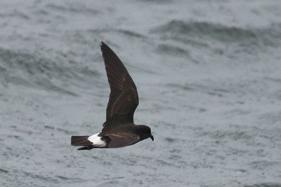 European Storm Petrel, Scalloway Harbour