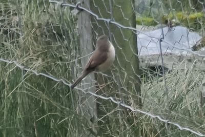 Western Subalpine Warbler, Levenwick