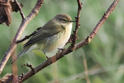 Chiffchaff, Norwick-Unst