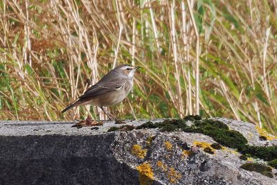 Bluethroat, Norwick-Unst