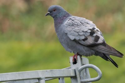 Rock Dove, Norwick-Unst