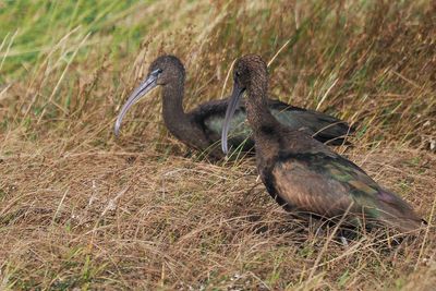 Glossy Ibis, Norwick-Unst