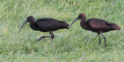 Glossy Ibis, Norwick-Unst