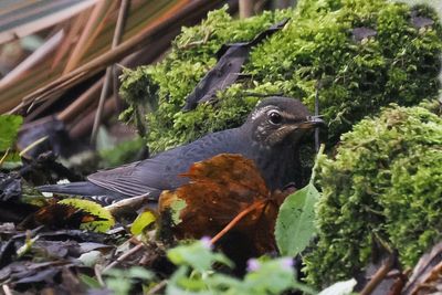 Siberian Thrush, Loch of Asta