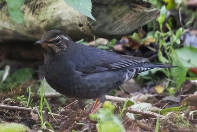Siberian Thrush, Loch of Asta