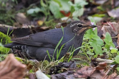 Siberian Thrush, Loch of Asta