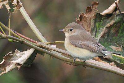 Red-breasted Flycatcher, Quendale