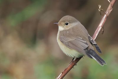 Red-breasted Flycatcher, Quendale