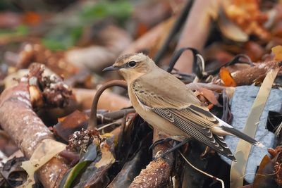 (Greenland) Wheatear, Haroldswick-Unst