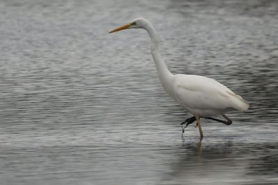 Great Egret, RSPB Baron's Haugh