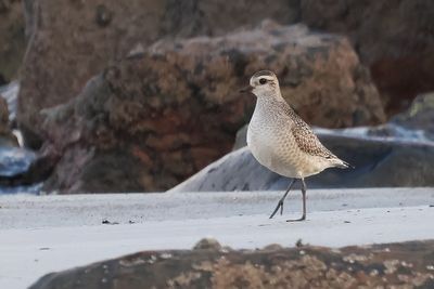 American Golden Plover, Balcomie Bay, Fife