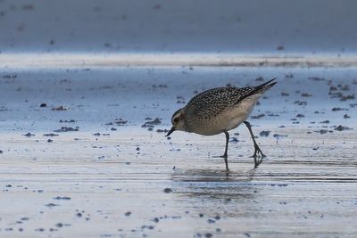 American Golden Plover, Balcomie Bay, Fife