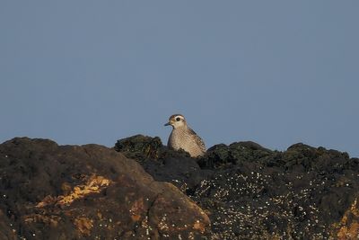 American Golden Plover, Balcomie Bay, Fife