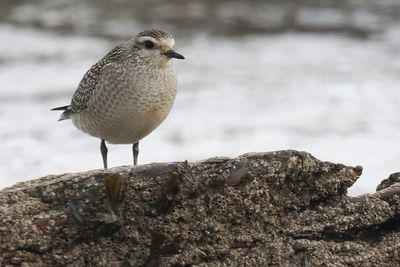 American Golden Plover, Balcomie Bay, Fife