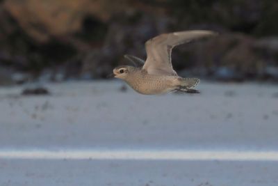 American Golden Plover, Balcomie Bay, Fife