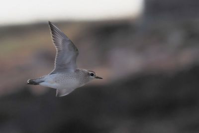 American Golden Plover