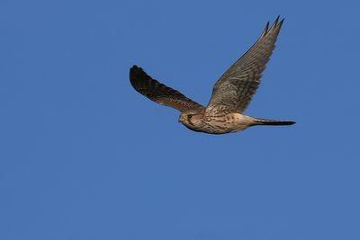 Kestrel, RSPB Loch Lomond