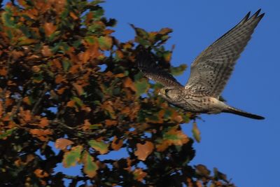 Kestrel, RSPB Loch Lomond