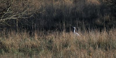 Great White Egret, Endrick Water