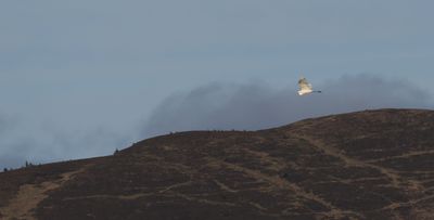 Great White Egret over Conic Hill