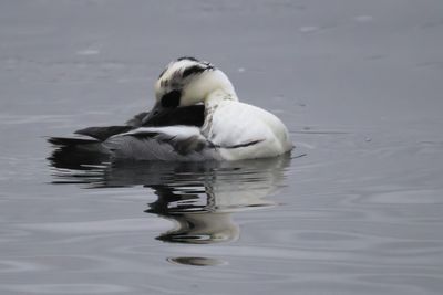 Smew, Broadwood Loch, Cumbernauld