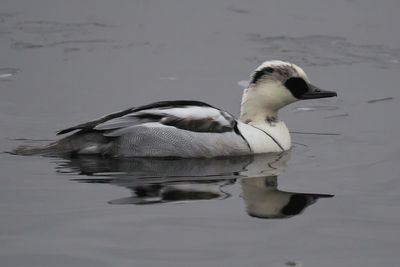 Smew, Broadwood Loch, Cumbernauld