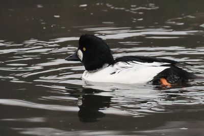 Goldeneye, Broadwood Loch, Cumbernauld