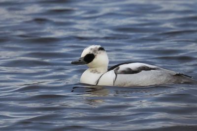 Smew, Broadwood Loch, Cumbernauld