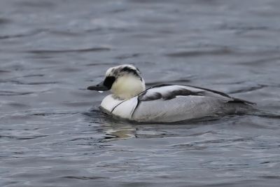 Smew, Broadwood Loch, Cumbernauld