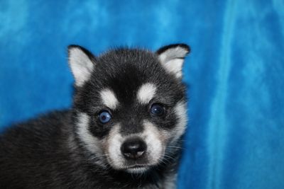 Panda X Llano Puppies