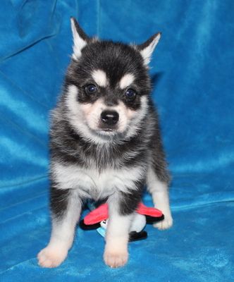 Panda X Llano Puppies