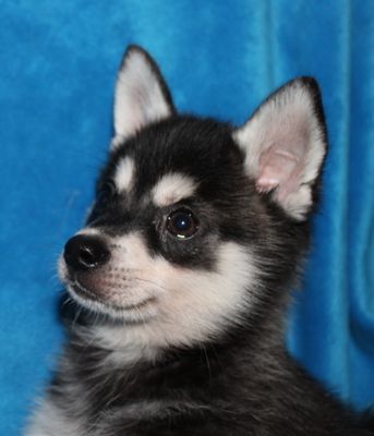 Panda X Llano Puppies
