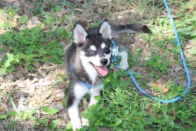 Panda X Llano Puppies