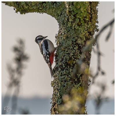 Pic pche femelle (Great Spotted Woodpecker)