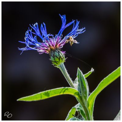 Fleurs, plantes  et  insectes