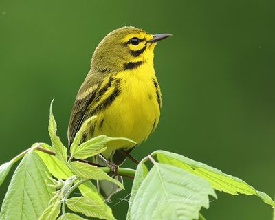 PRAIRIE WARBLER