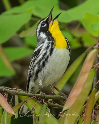 YELLOW-THROATED WARBLER