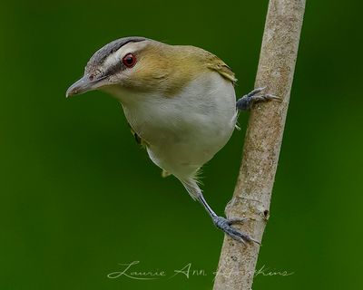 RED-EYED VIREO