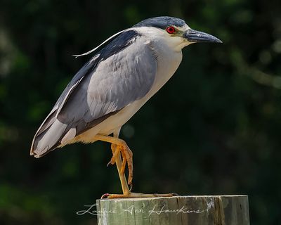 HERONS, IBIS, STORKS