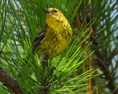 PINE WARBLER