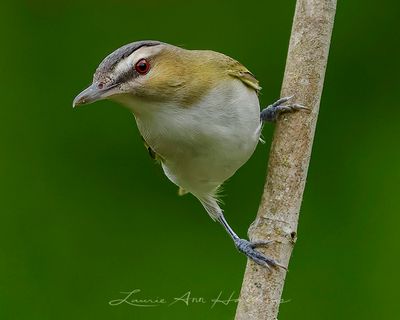 RED-EYED VIREO