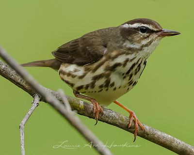 LOUISIANA WATERTHRUSH