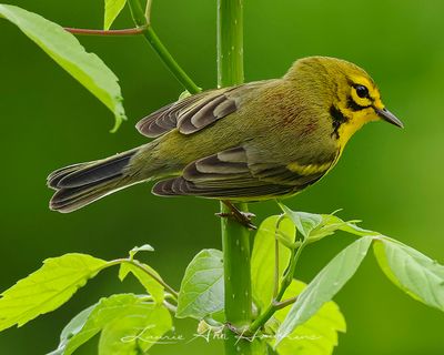 PRAIRIE WARBLER