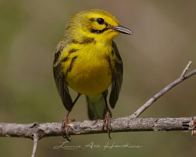 PRAIRIE WARBLER